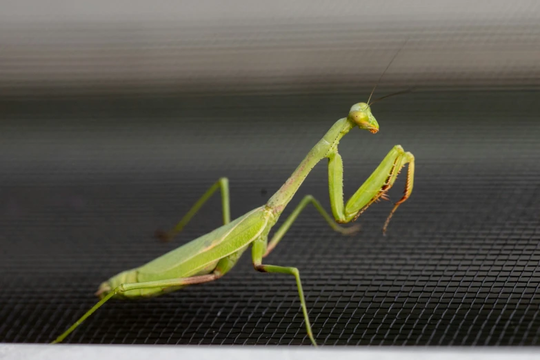 a praying mantisser is perched on the screen of a car