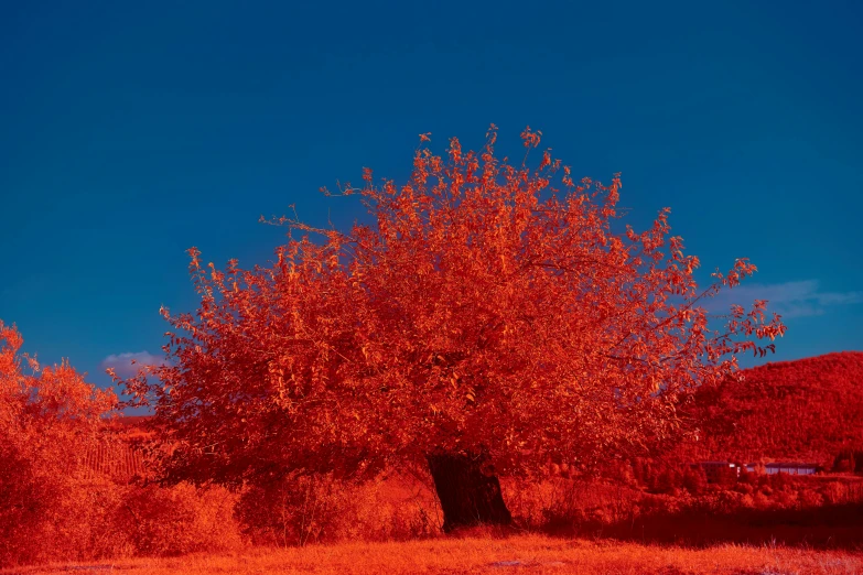 a red and green tree sits in the middle of an open field