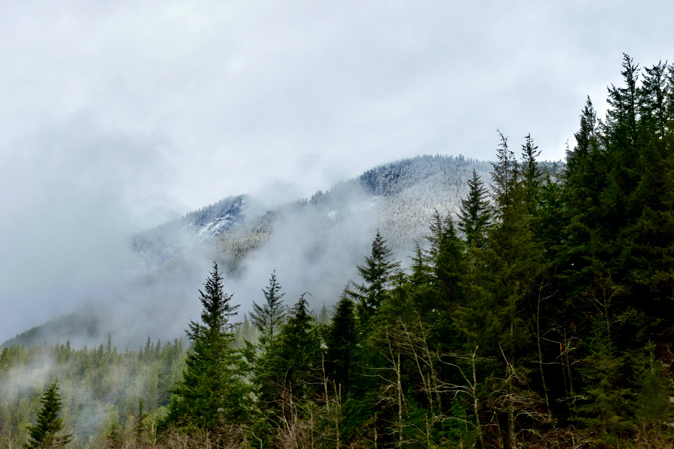 fog moves in from the trees and on to the hill