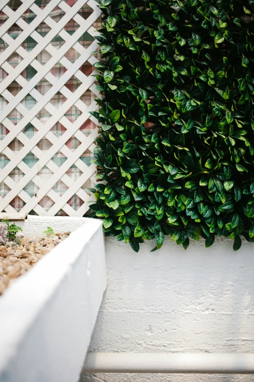 a close up of an hedge next to a plant