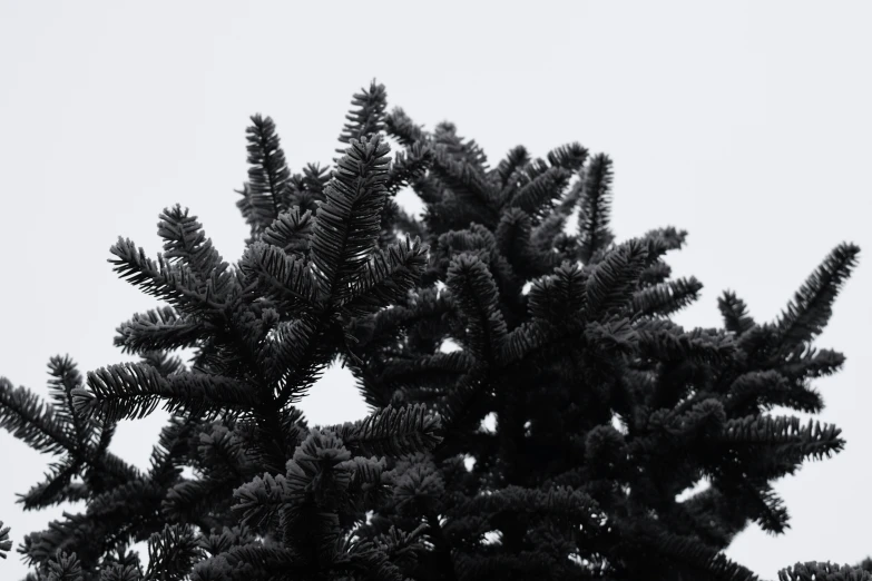 a close up view of pine cones on a tree