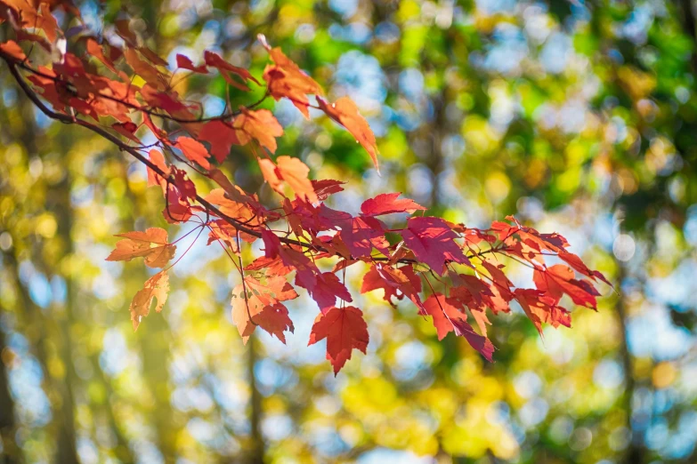 some trees are changing colors in the fall