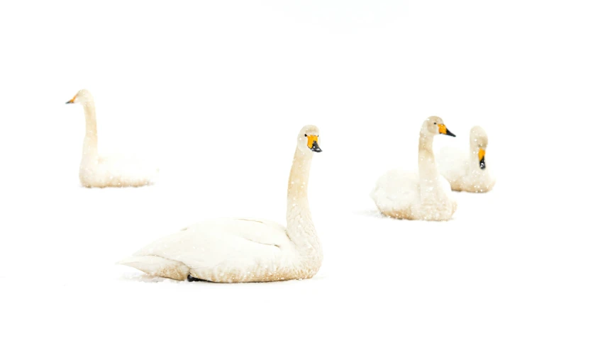 three adult swans and two babies in snow