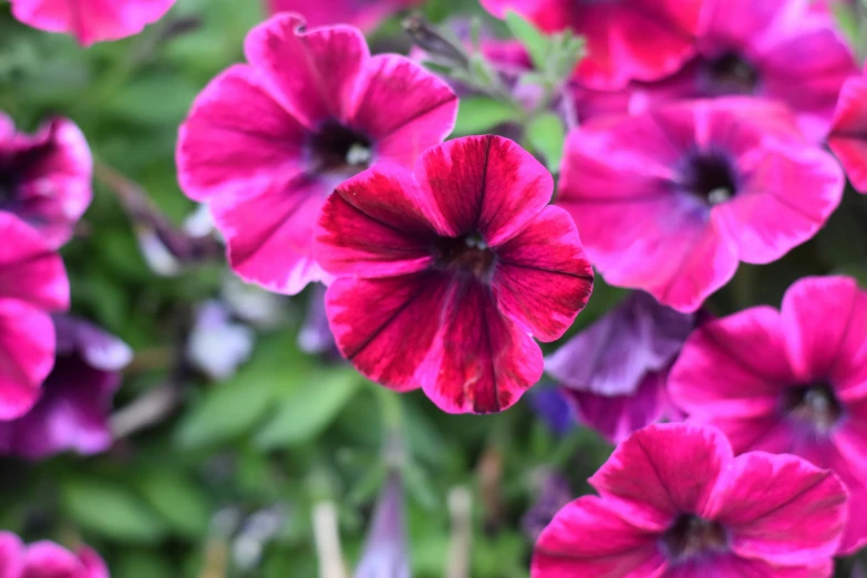 many flowers in the middle of the field