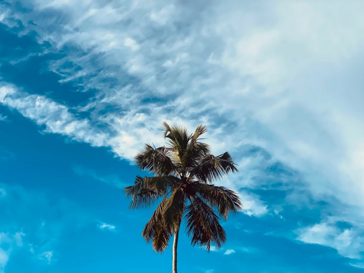 a palm tree is shown against a blue sky