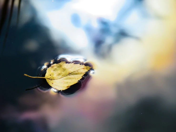 a yellow leaf is floating on a dle