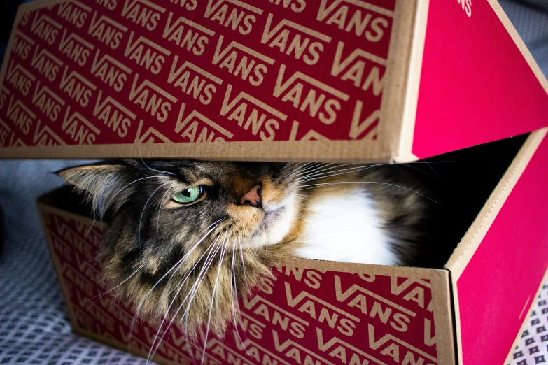 a cat laying inside of a wooden box on the floor