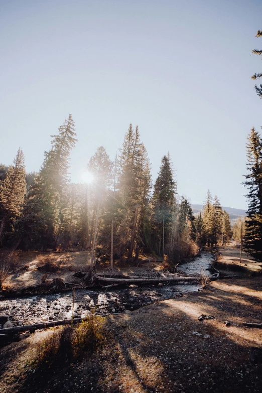 sunlight peeking through the trees in a wooded area