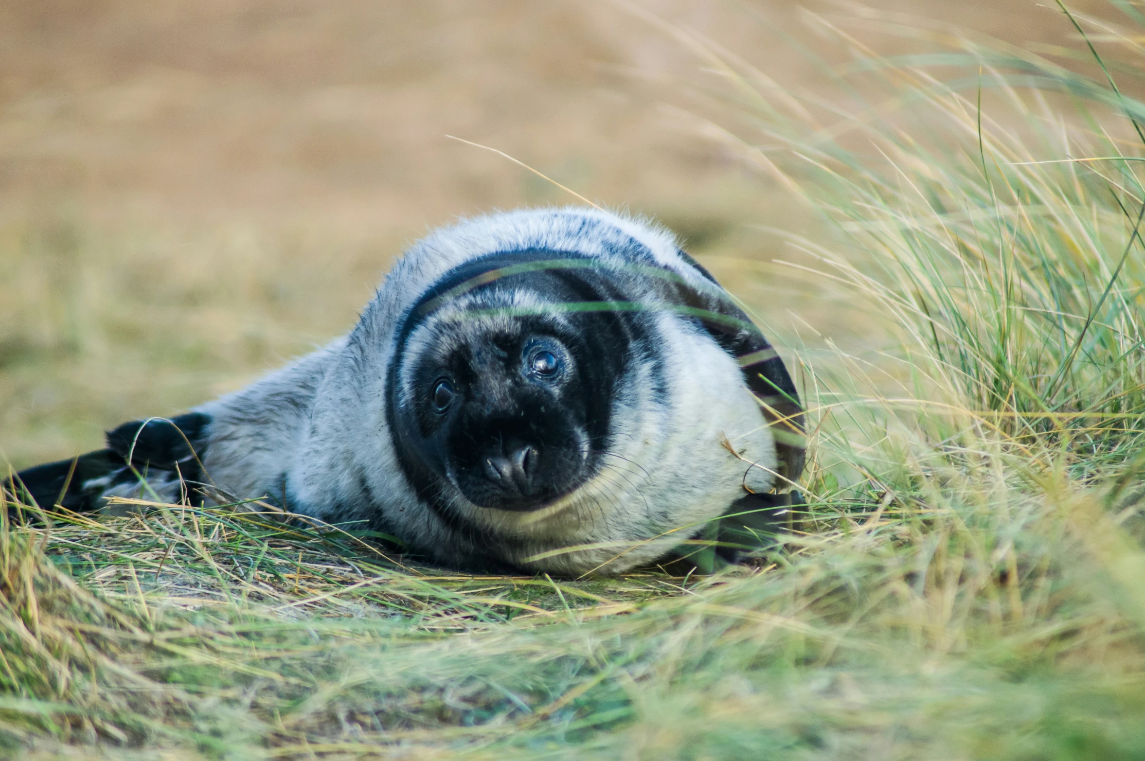 a black and white dog laying in the grass