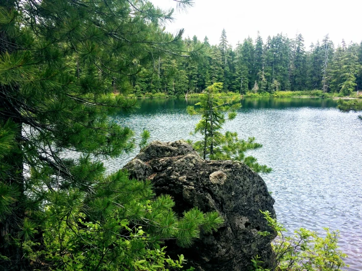 a couple of trees are growing by a body of water