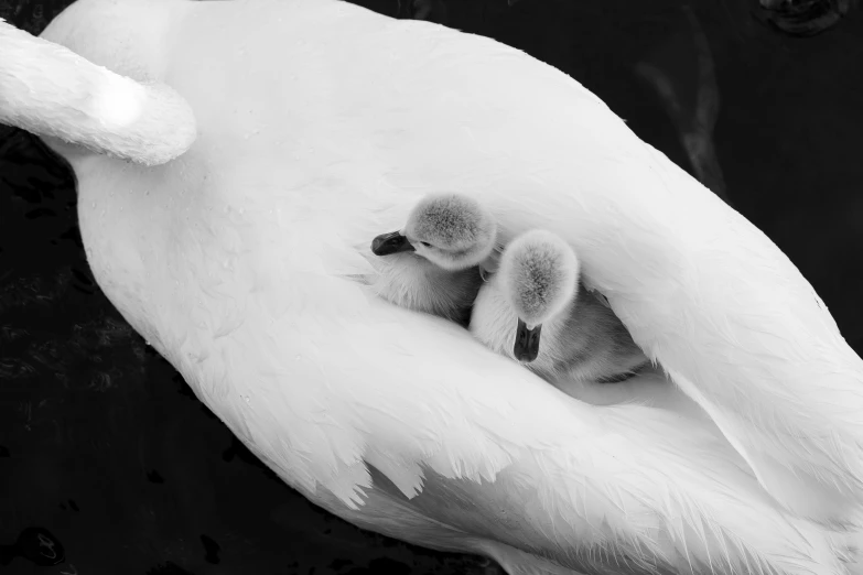 a white bird with its baby inside a body of water