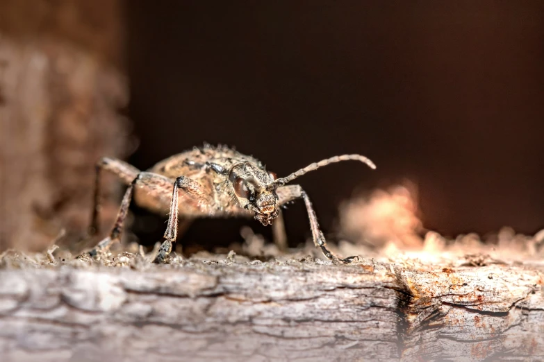 a spider standing on top of a wooden plank