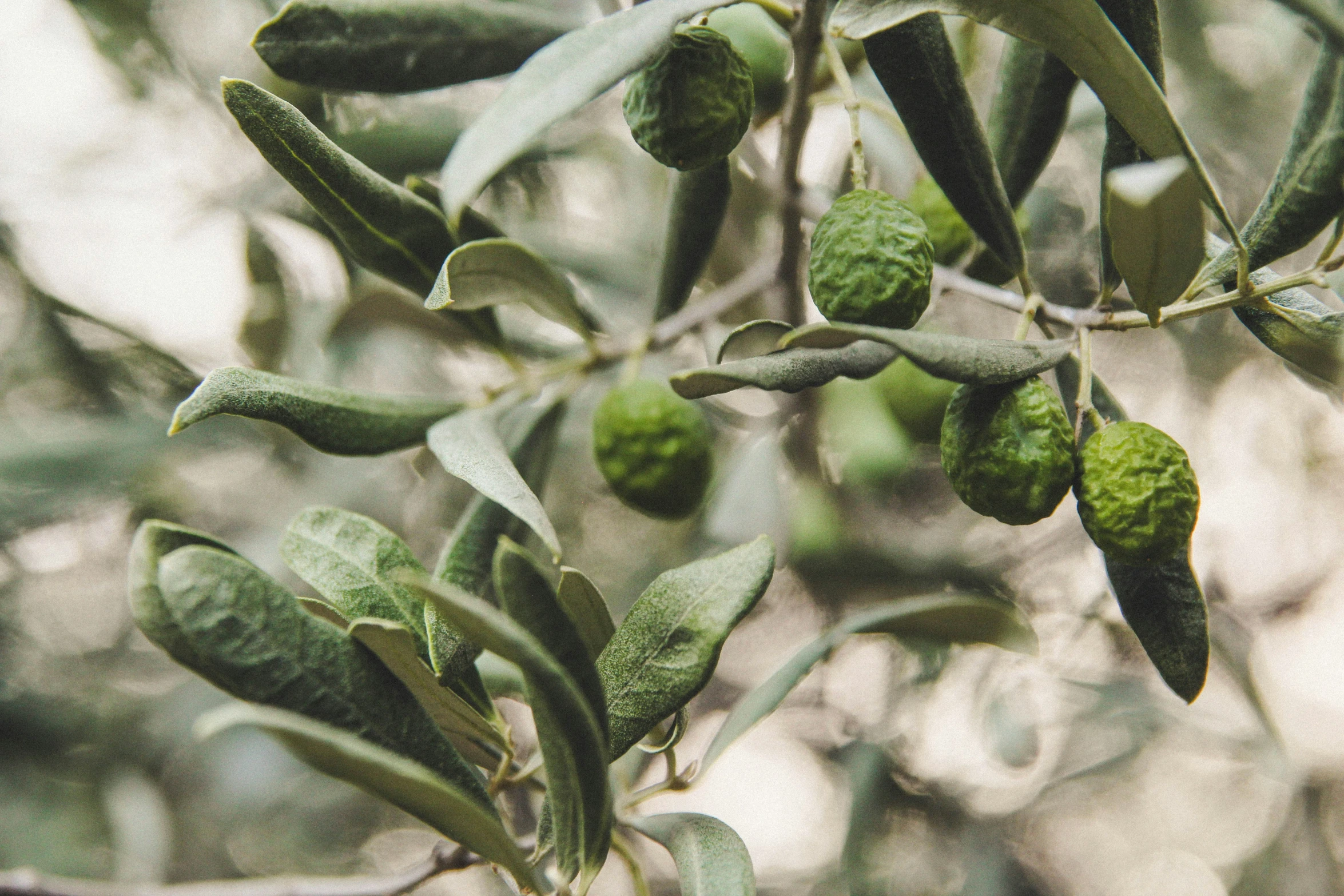 green olives are hanging on the tree
