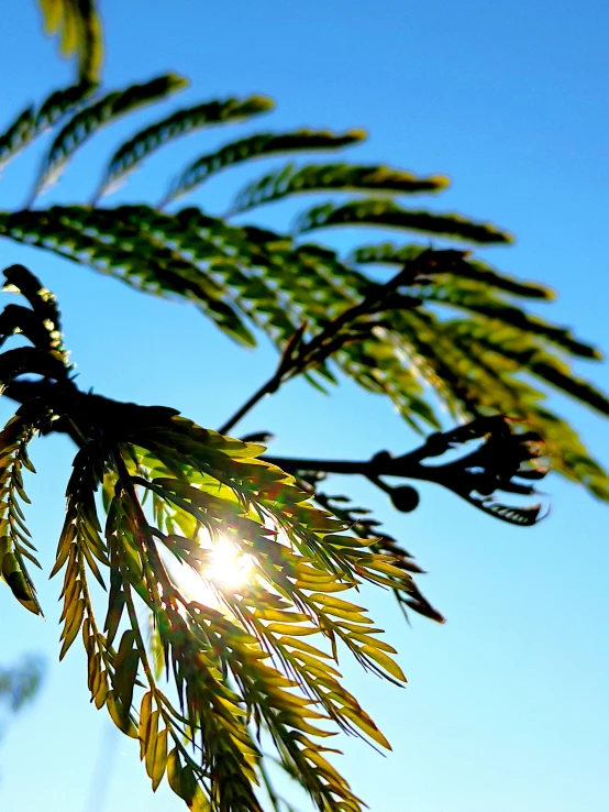 a view of a leaf that is reaching to the sky