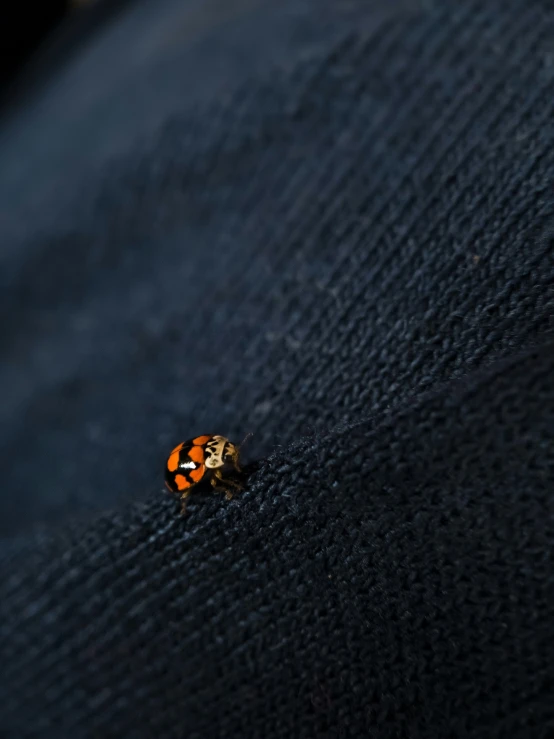 a single tiny bug with an orange and black stripe on it's face