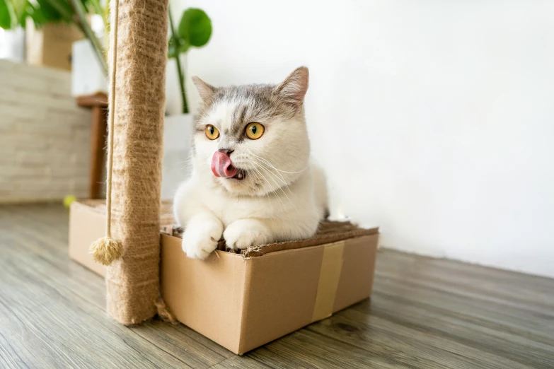 a cat is sitting in a box with its mouth open