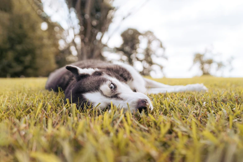 a dog laying in the grass with its front paws in the air