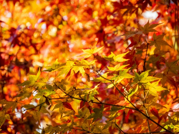 a bunch of leaves near a tree nch