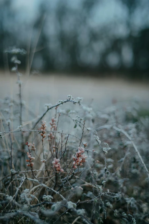 some pink flowers and some grass with water drops