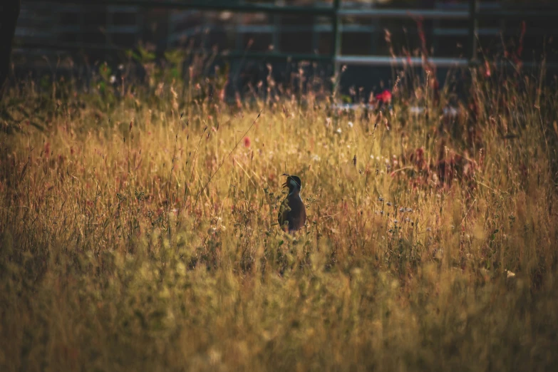 a dog is in a field near some tall grass