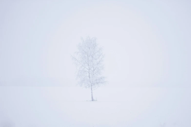 a lone white tree stands on a snowy bank