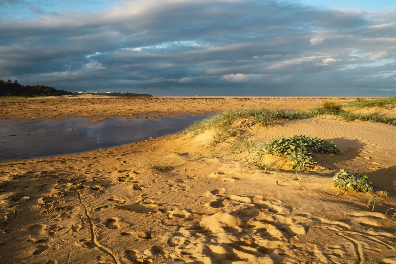 a muddy shore with vegetation in the sand and storm clouds in the sky