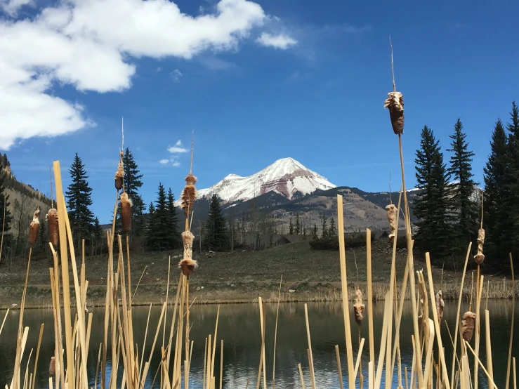 plants and dried flowers on the edge of a lake