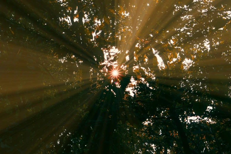 sun shining through the trees from top down