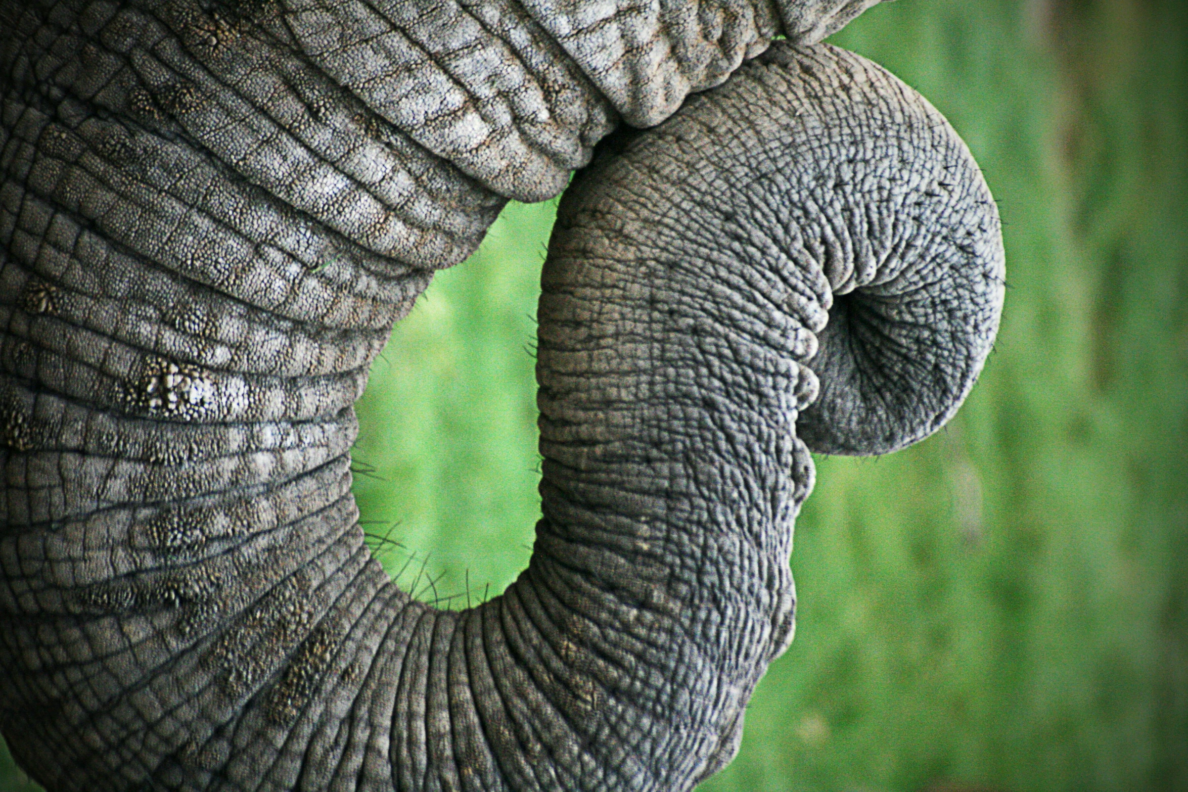 an elephant's trunk is covered with dirt and grass