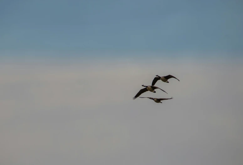 three geese fly in the sky in front of some clouds