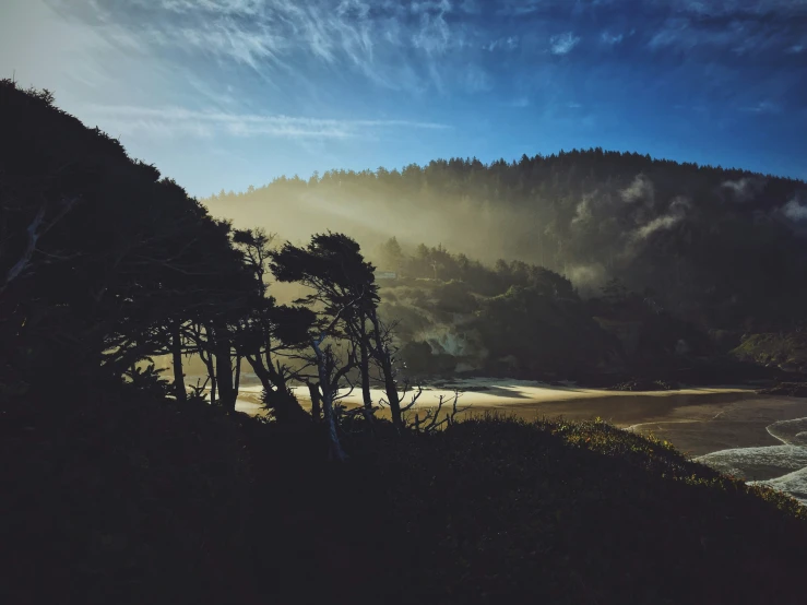 fog rising above trees and the sand on the beach