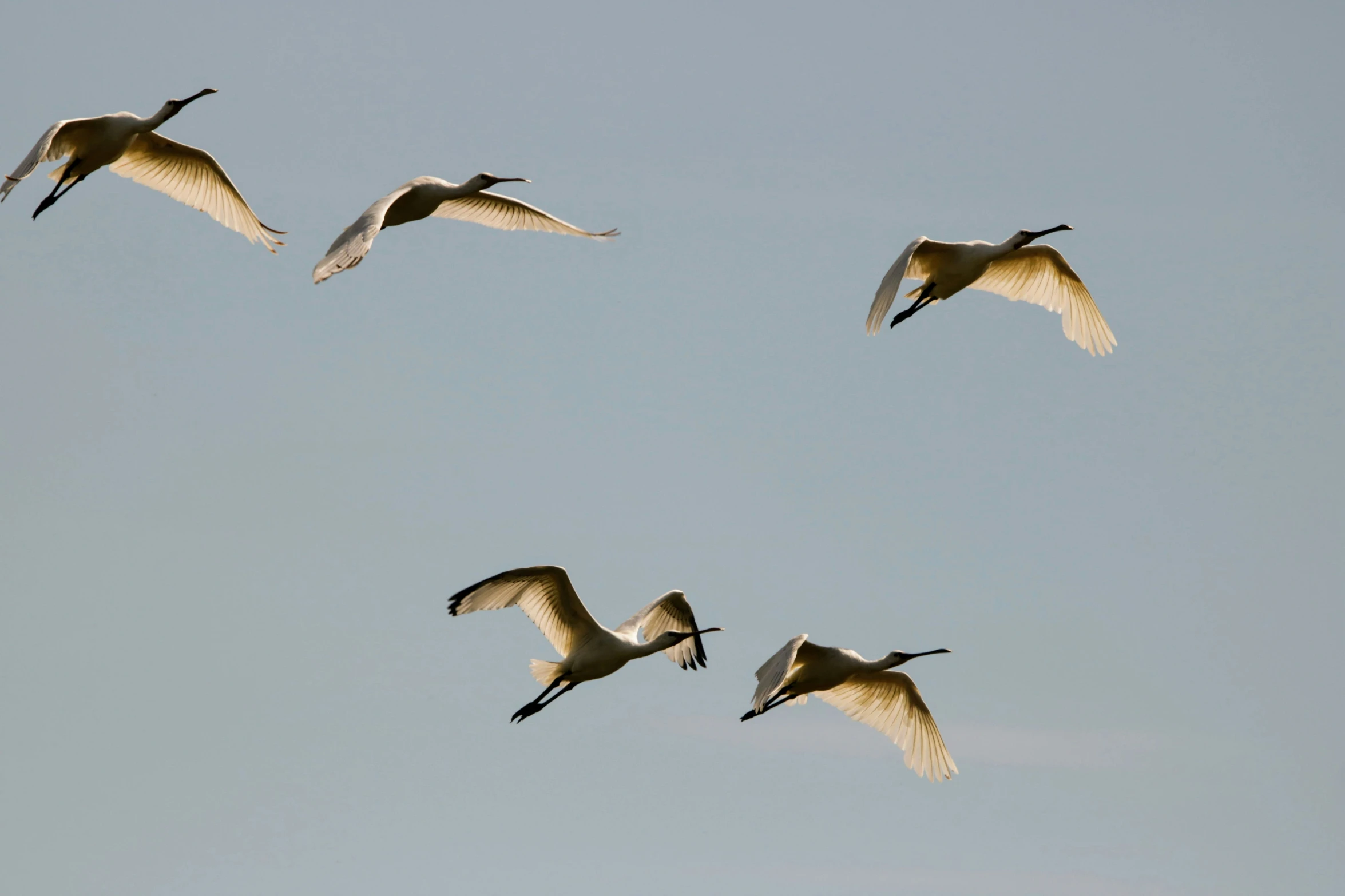 a group of birds flying in the sky