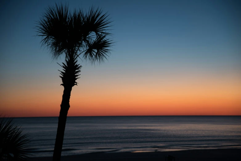 a silhouette of two trees with the sun setting on a beach