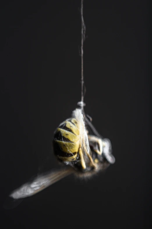 a yellow and black insect on its way to a nest