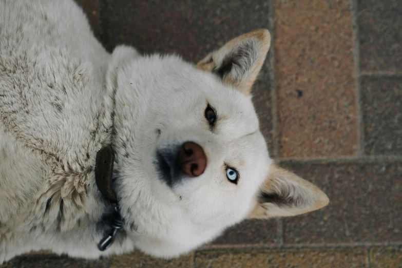 a white dog lying on a tiled floor with his head on the back of the dog