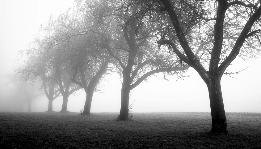 a line of trees sitting on top of a field