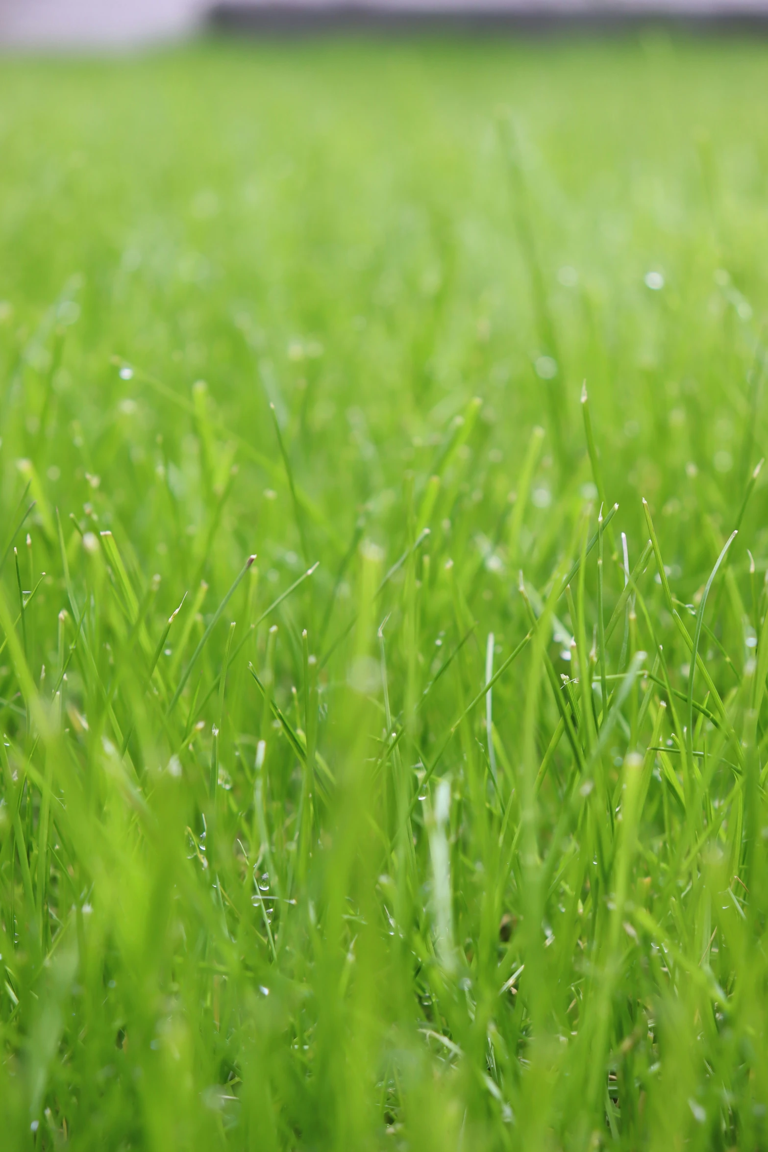 the lush green grass has rain drops on it