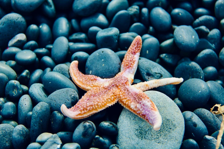 an orange and white starfish laying on rocks