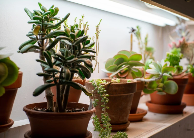 several different kinds of cactus and succulents in brown pots