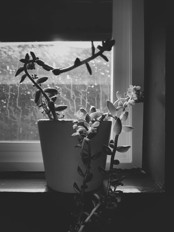 black and white pograph of flower sitting by a window