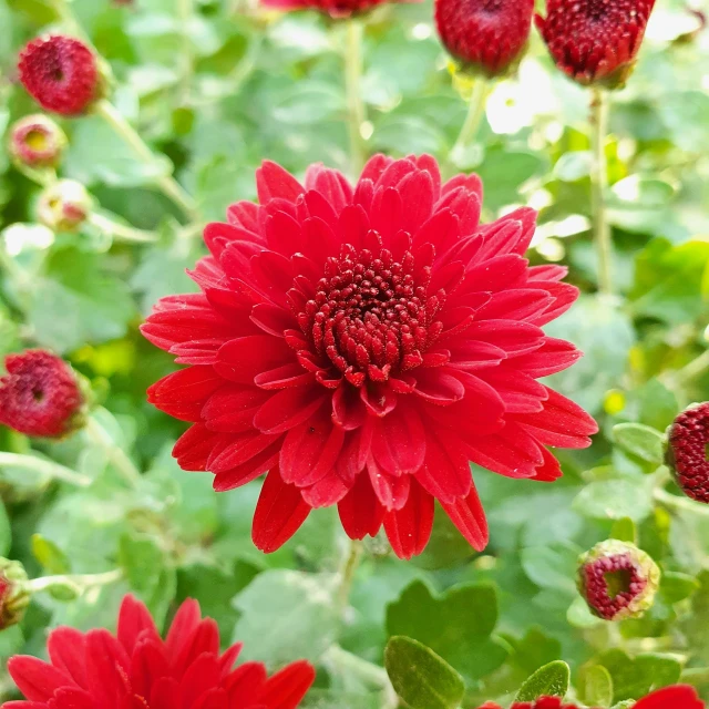 a flower in a field of grass and flowers