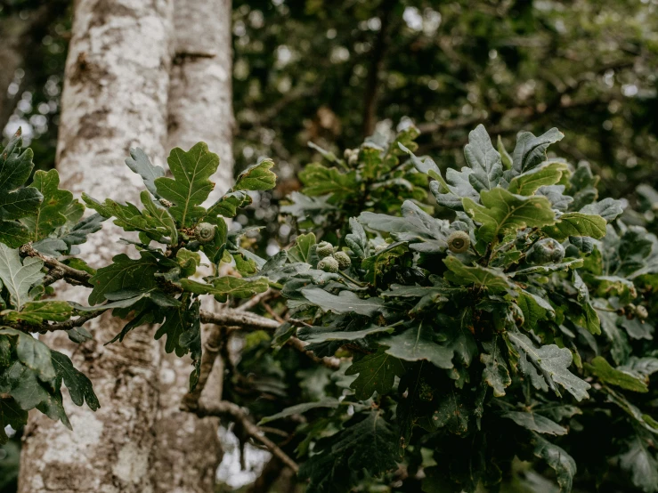 closeup of leaves and nches on tree