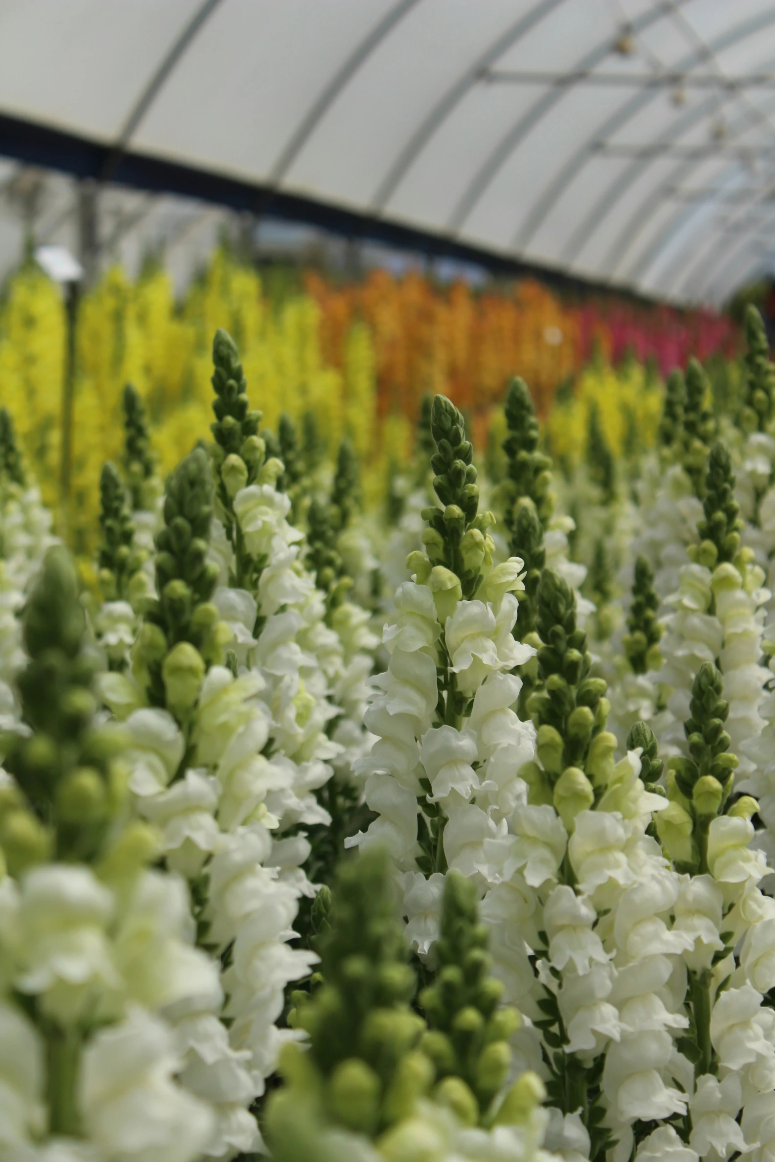 this is a flower bed with different flowers in it