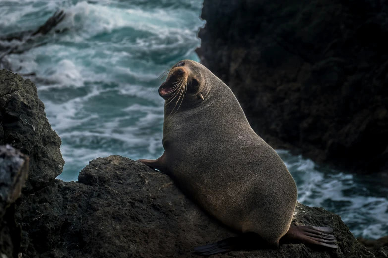 a gray sea lion sitting on rocks near the ocean