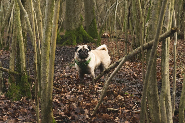 a pug walking in a dense area of wooded area