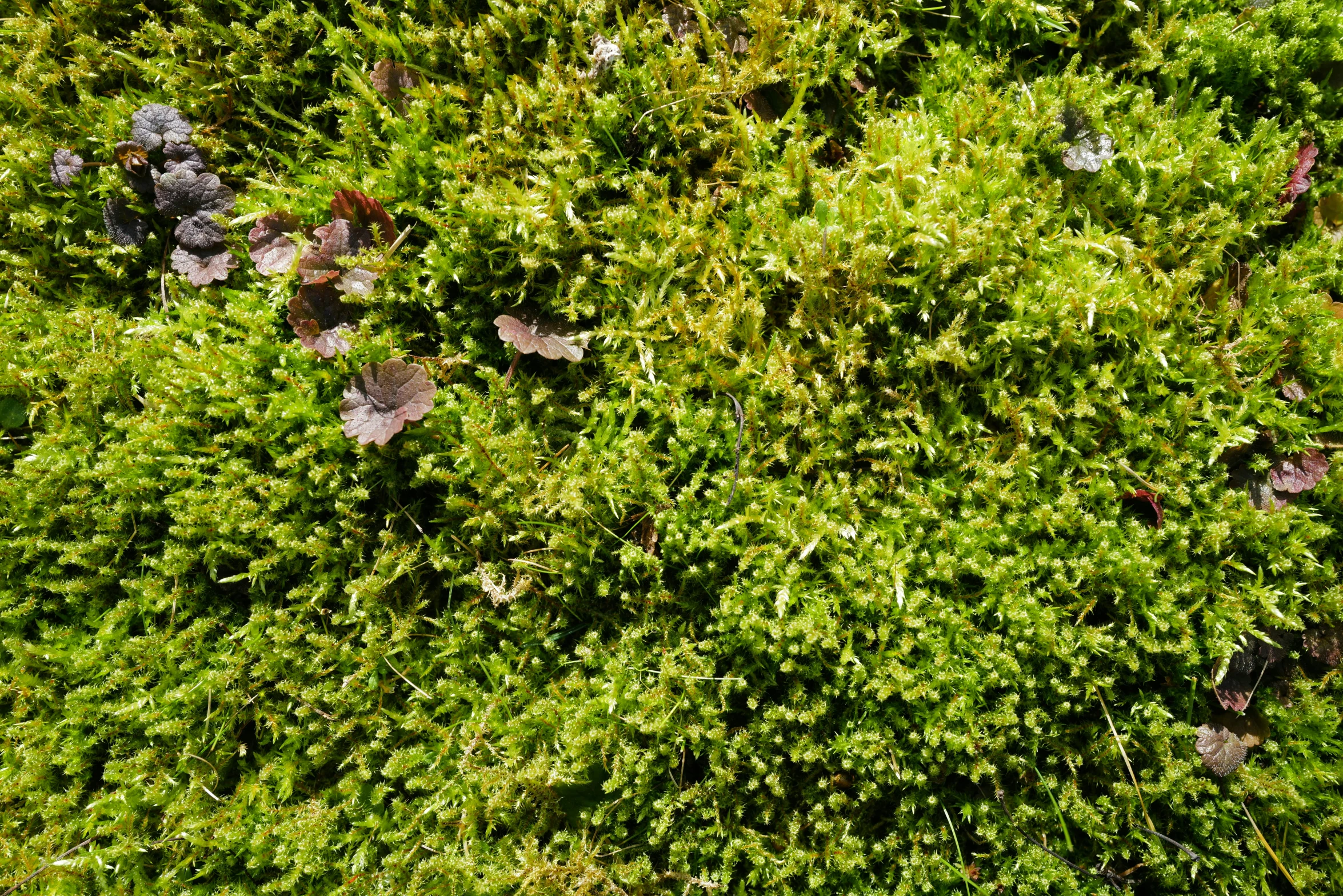 a bush with very large leaves is close up