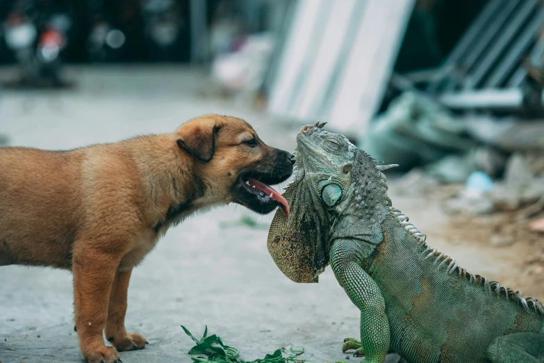 a puppy barking at an iguana on the street