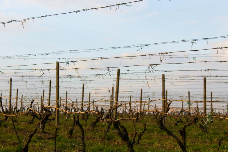 barbed wire fence in grassy field with sky in background