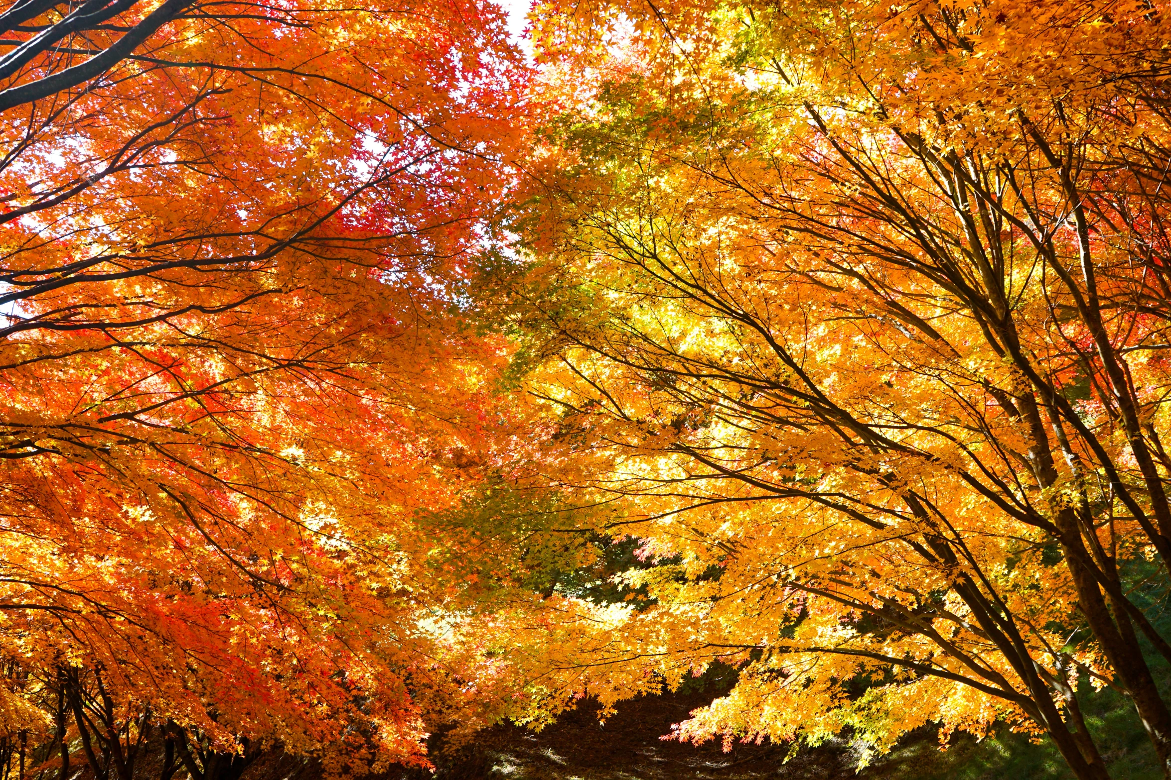 autumn colors on a park pathway