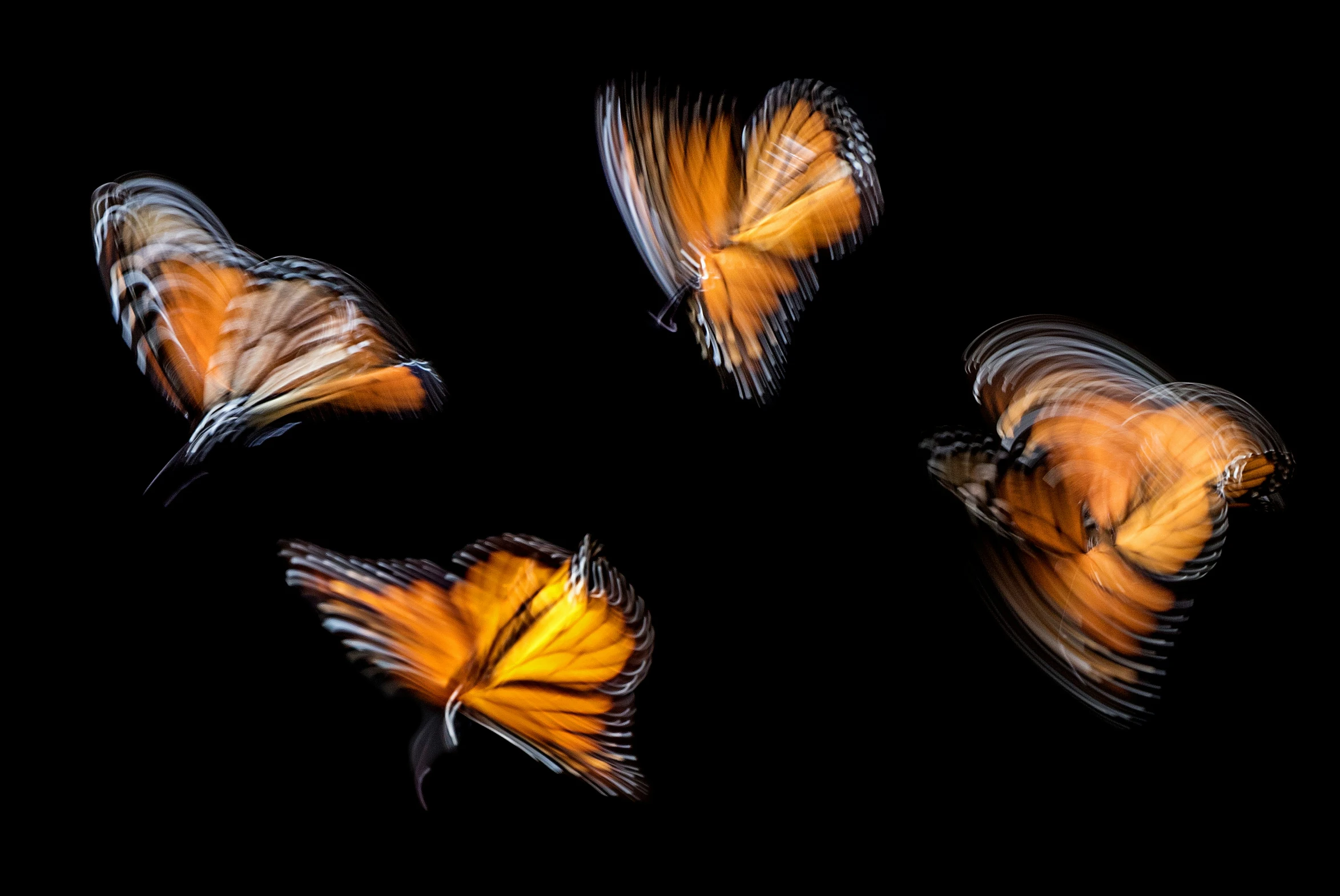 three orange erfly's wings are flying across the sky